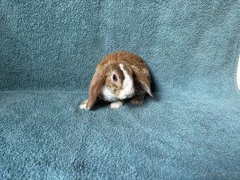 zakrslý králíček beránek rex - 2