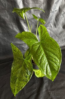 Syngonium Mojito - 2