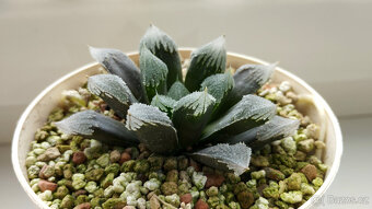 Haworthia cv. Hakuteijoh ( sukulent ) - 2