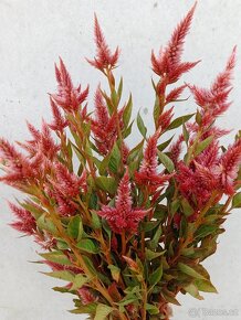 sušená statice sinuata,limonka, sušené květiny - 2