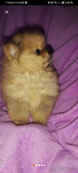 Pomeranian - 2