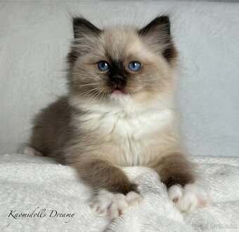 Ragdoll koťátka - 2