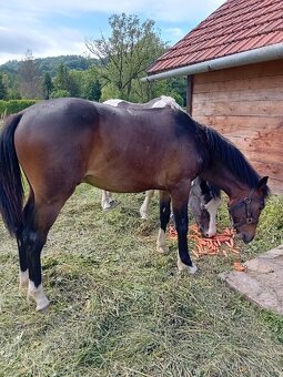Roční valach - 2