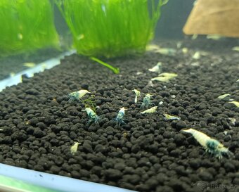 Caridina - Blue bolt - 2