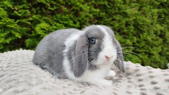 Zakrslý beránek, králíček, králík - HENRY - 2