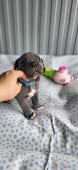 Cane Corso štěňata 🐾 - 2