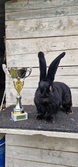 Belgický obr černý - 2