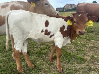 Prodám čistokrevnou jalovici Texas longhorn - 2