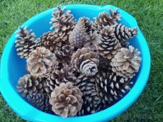 Šišky - dekorace - 2