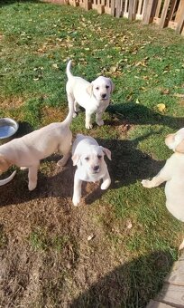 Štěňátka Labradorský retrívr - 2