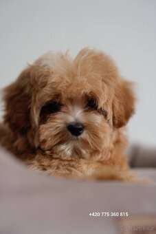 Maltipoo holčička f1 - 2