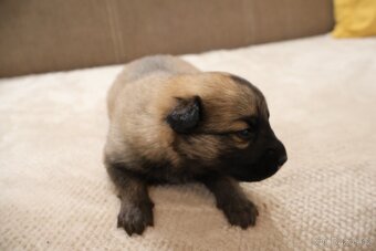 Nabízíme krásná štěňata - 2