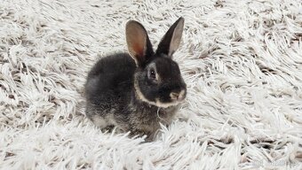 Zakrslý  králíček, králík -(REX)-DAISY - 2