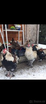 Faverolka velká lososová - kohouti - 2