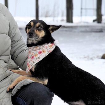 Timea hledá domov - 2