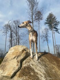 Krytí-whippet - 2