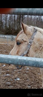 Pony valach wpbr 2023 - 2