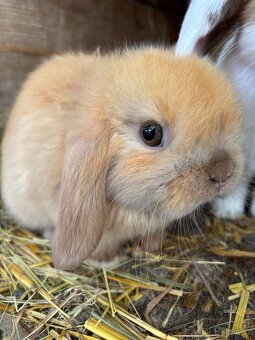 Mini lop, sameček - 2
