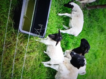 Súrne ponúkame na ďalší chov Ovce aj Jahňatá Dorpery čisté k - 2