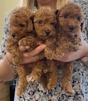 Maltipoo - 2