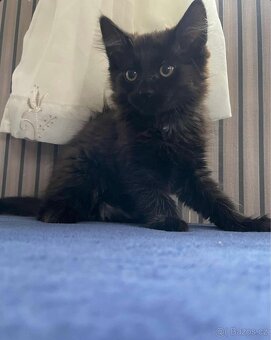 Mainská mývalí X Ragdoll - 2