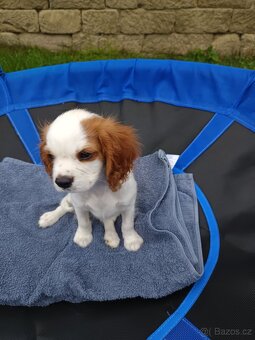 Kavalír King Charles Španěl - chlapeček. - 2