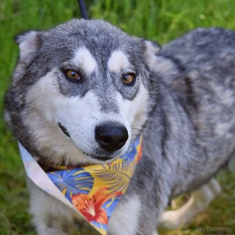 ALEKSIA K ADOPCI - 1 ROK, UČENLIVÁ, AKTIVNÍ, KAMARÁDSKÁ - 2