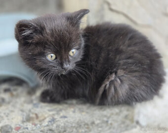 2 krásné holčičky od toulavé kočičky - 2
