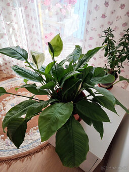 Lopatkovec, Toulcovka, Spathiphyllum, Spatifylum - 2
