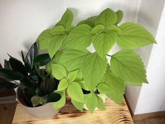 Pokojová kopřiva Neon - 2