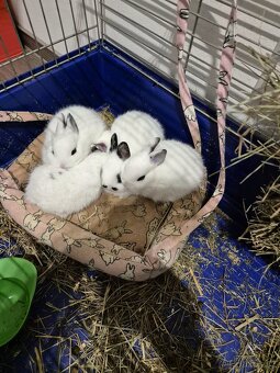 Roztomilí zakrslí králíčci - 2