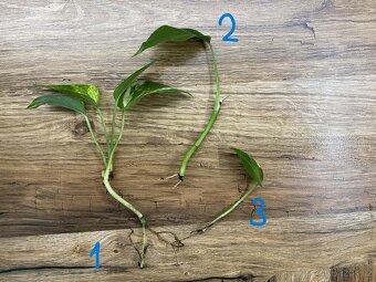 Epipremnum aureum – panašované řízky s kořeny - 2
