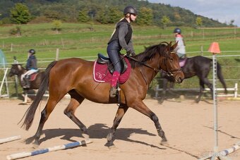 mladá klisna parťák do rodiny - 2