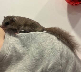 Plšík Africký - Plch africký - 2