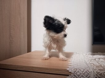 Jorkšírský biwer teriér - 2