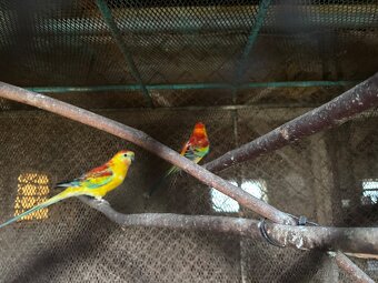 Prodám - Papoušek Zpěvavý - 2