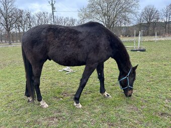 Valach a1/1 na prodej - 2