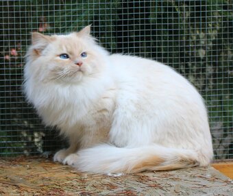 Sibiřská kočka - Neva Masqerade - 2