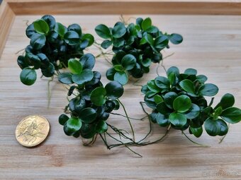 Prodam Anubias "Mini Coin" - 2