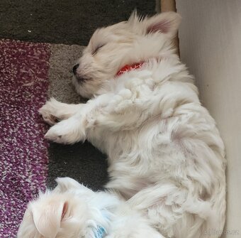 Maltézský psik - 2