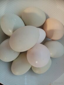 Vajíčka vajíčka vejce - 2