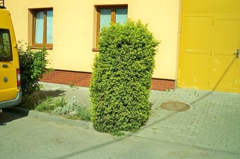 Okrasný jalovec krásný zdarma - 2