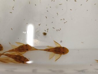 LDA16 long fin - přebytky - 2