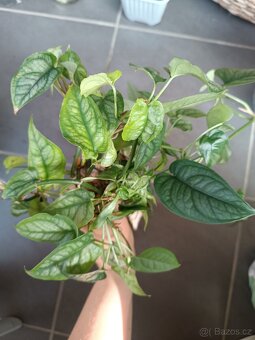 Monstrera siltepecana - zakořeněné řízky - 2