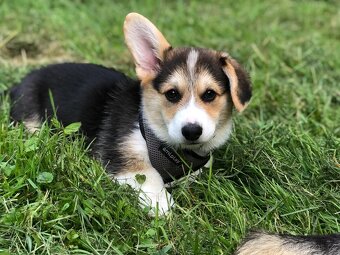Predam welsh corgi pemproke psík s PP - 2
