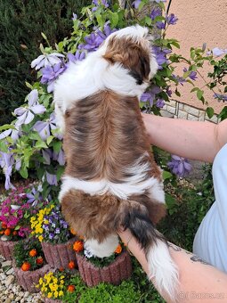 Shih-tzu, shihtzu - 2