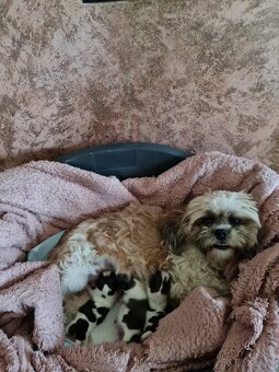 Štěně Shih-tzu - 2