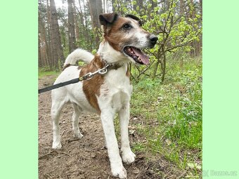 FOX K ADOPCI - přátelský pejsek - 2