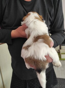 Shih-tzu (shh tzu, shitzu, shi tzu) - 2