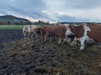 zastav bycci a jalovicky limousine x simental - 2